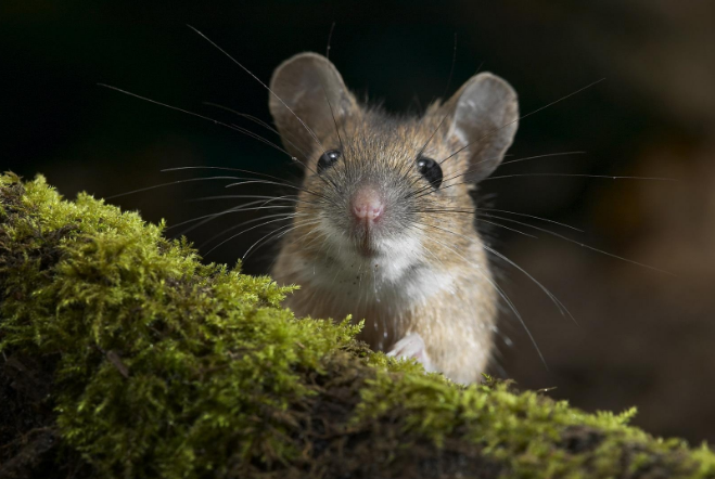 西安灭鼠公司透露老鼠是怎么进入住宅的