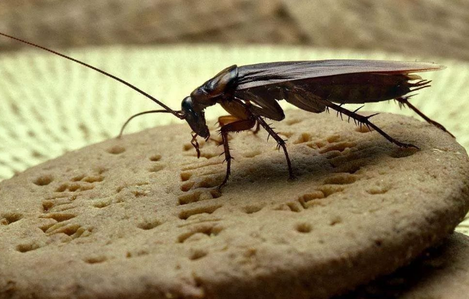 西安灭蟑螂公司认为冬天是灭防蟑螂的好季节